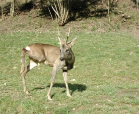 Biopark Divlje Vode