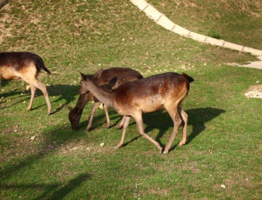 Biopark Divlje Vode