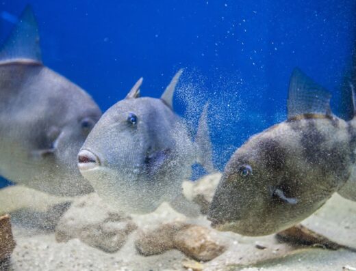 Adriatic aquarium Baška