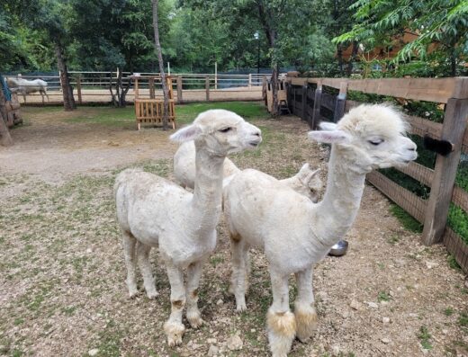 Alpaka Ranch No stress