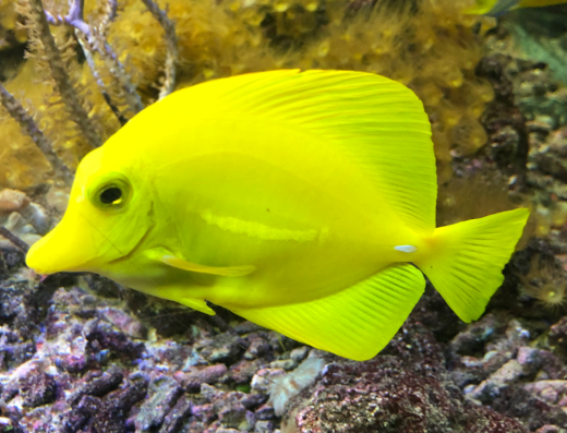 Aquarium Crikvenica