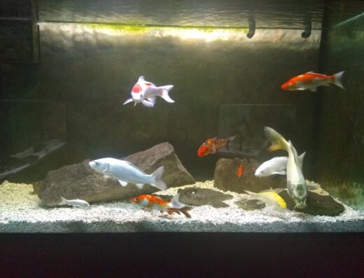 Aquarium-terrarium Krk