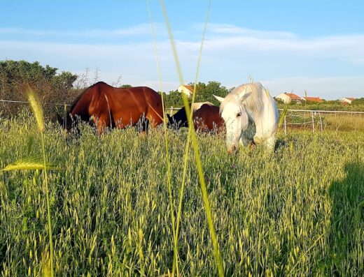 Unicorn Stable Škabrnja