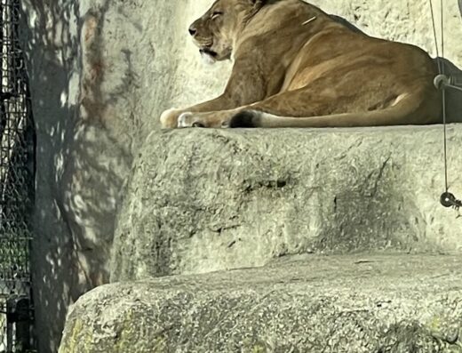 Zoološki vrt Maksimir – ULAZ